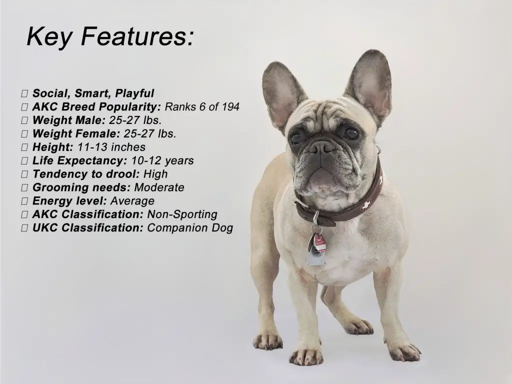 French Bulldog Features